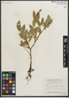 Foto von Salix myrtillifolia Anderson
